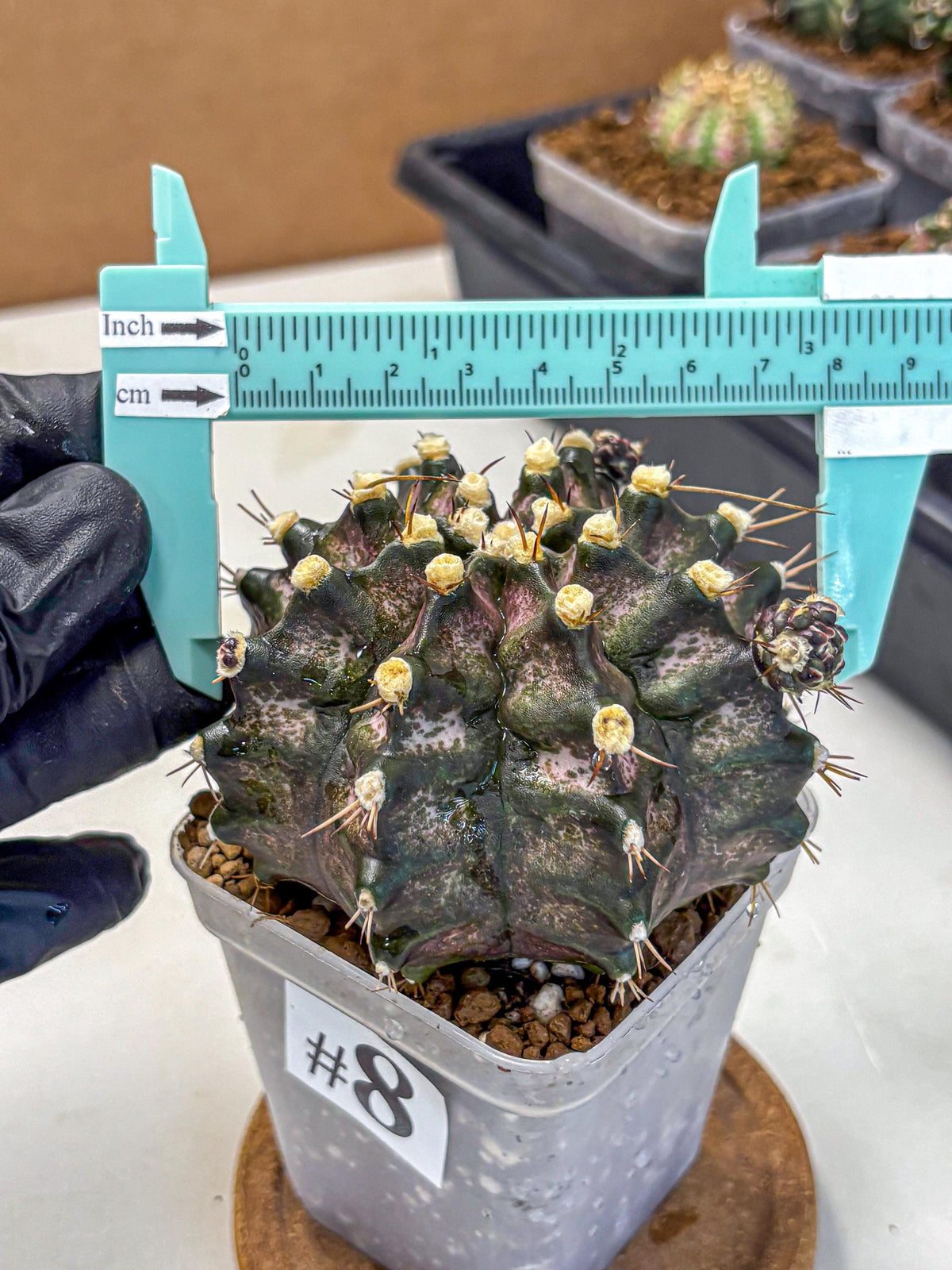 Gymnocalycium T-Rex (gy10) (8) | Variegated Cactus