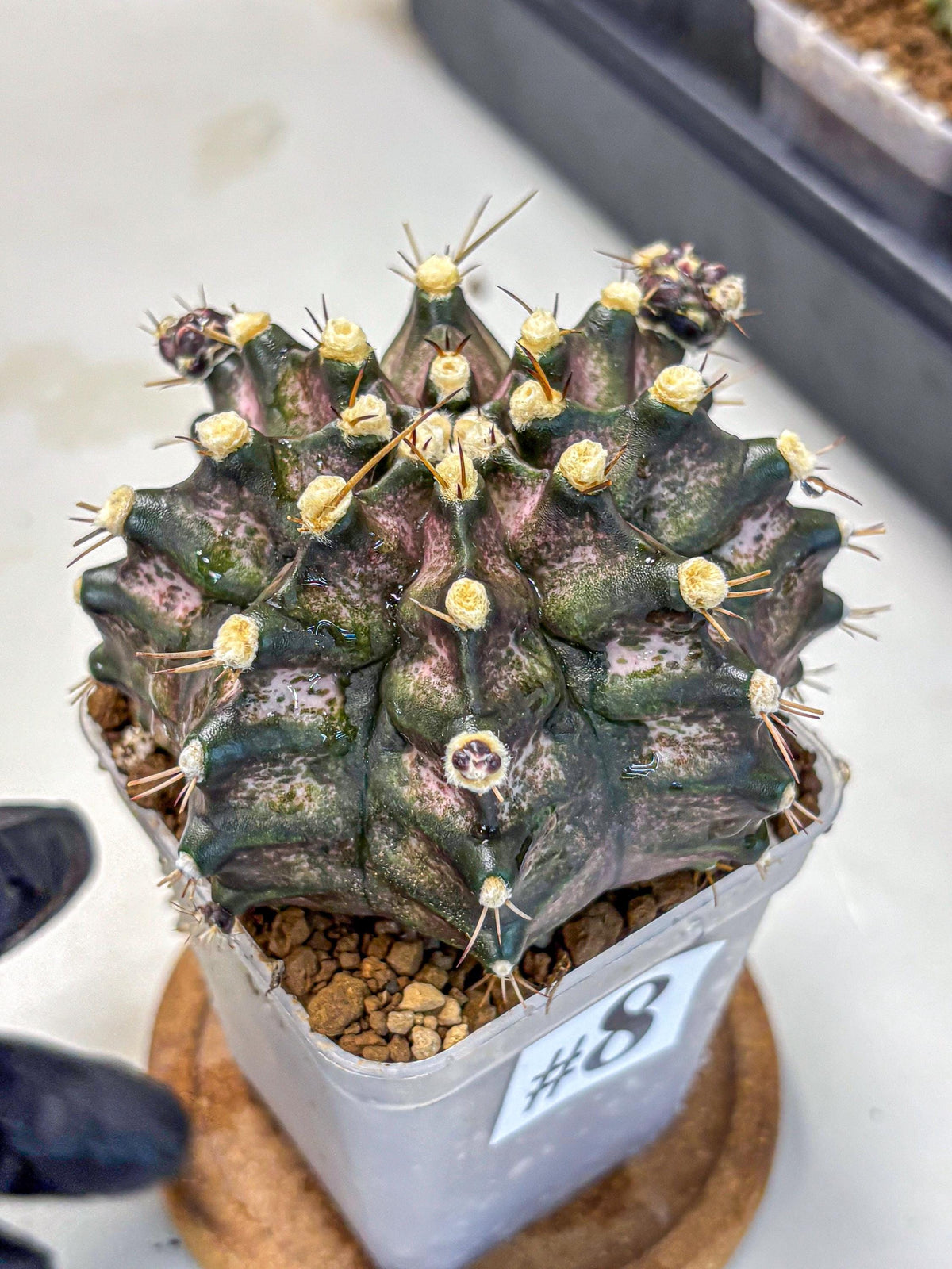 Gymnocalycium T-Rex (gy10) (8) | Variegated Cactus