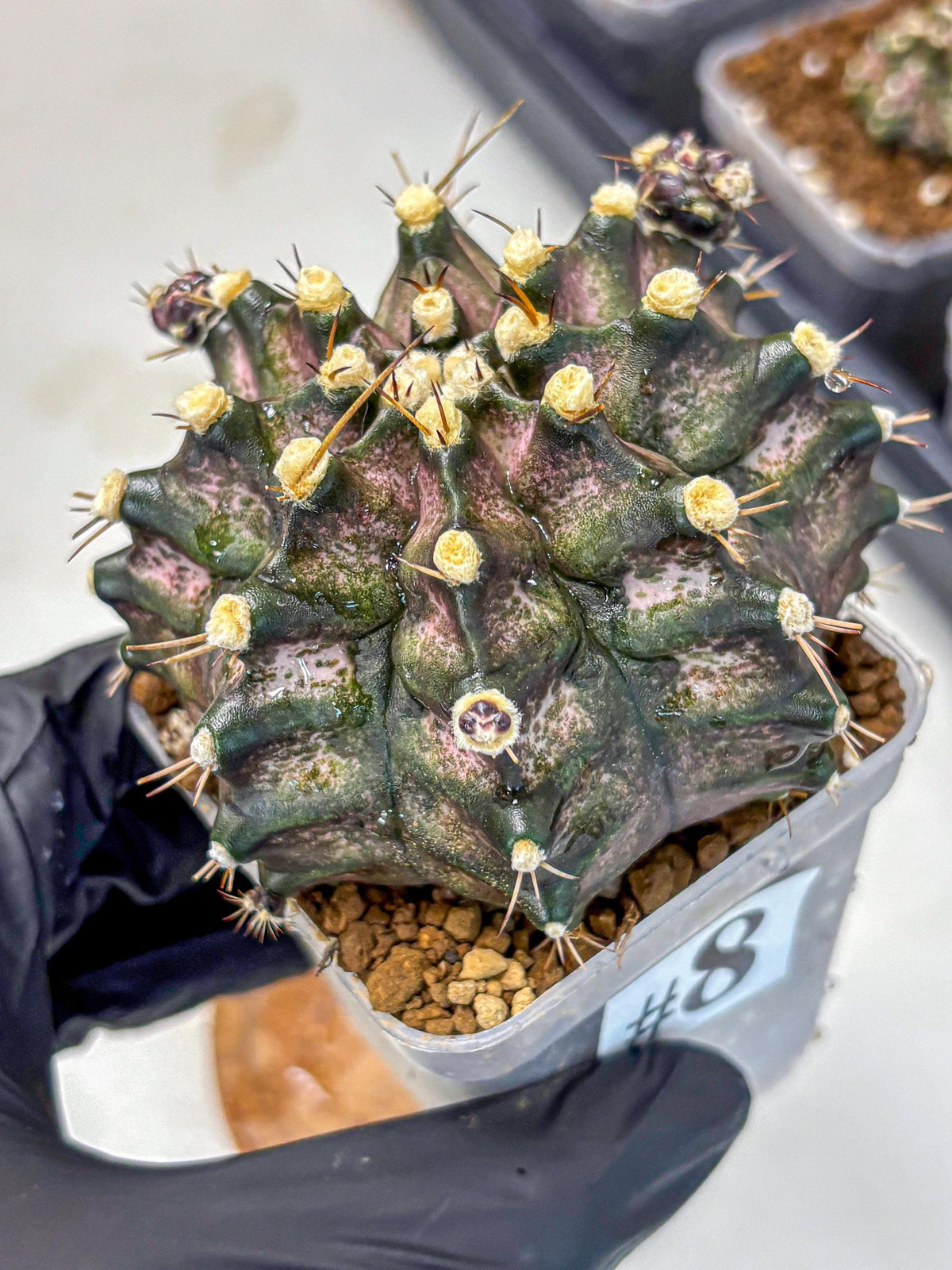 Gymnocalycium T-Rex (gy10) (8) | Variegated Cactus