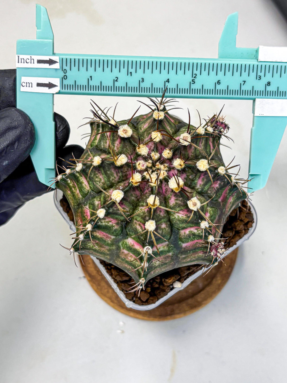 Gymnocalycium T-Rex (gy10) (9) | Variegated Cactus