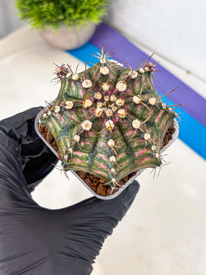 Gymnocalycium T-Rex (gy10) (9) | Variegated Cactus