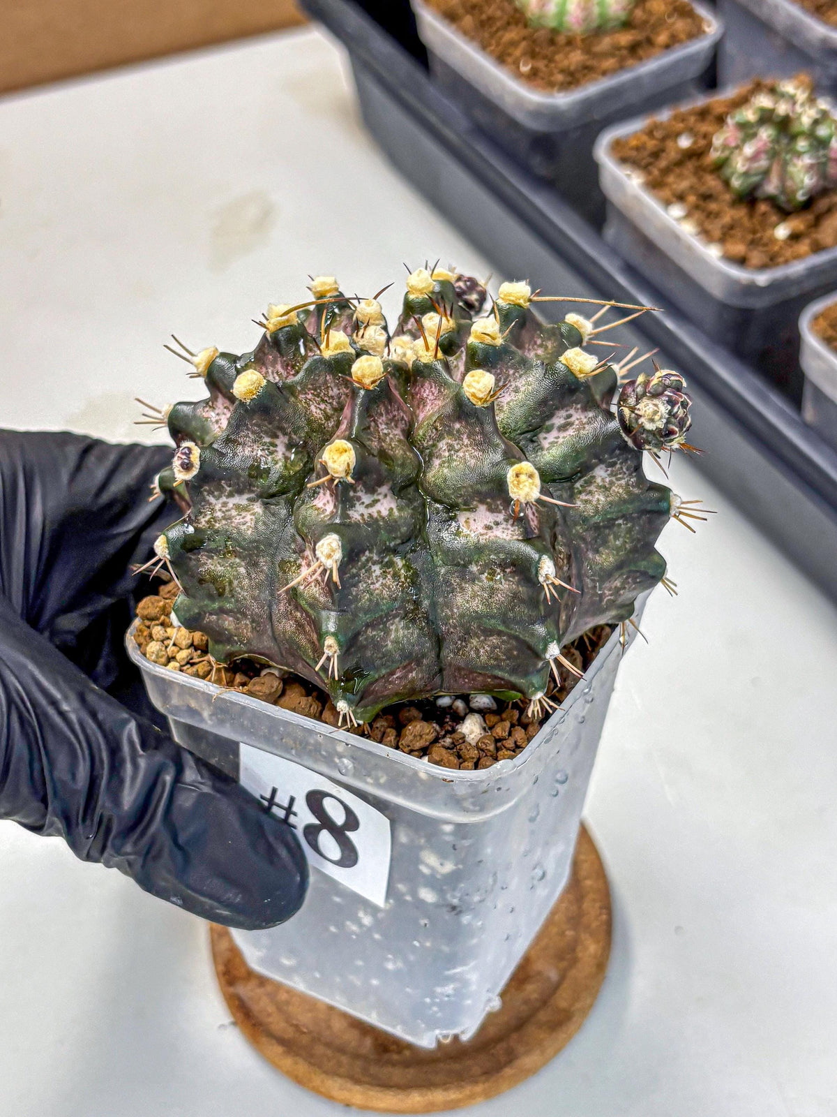 Gymnocalycium T-Rex (gy10) (8) | Variegated Cactus