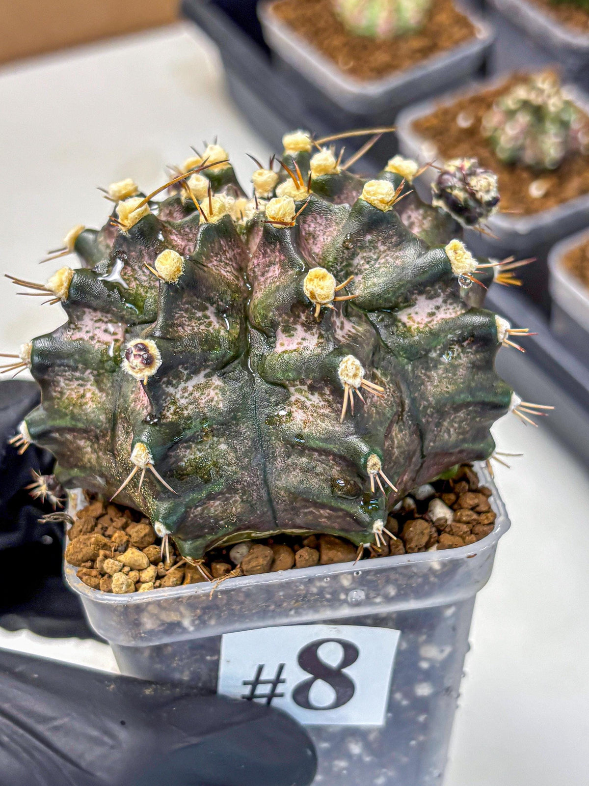 Gymnocalycium T-Rex (gy10) (8) | Variegated Cactus