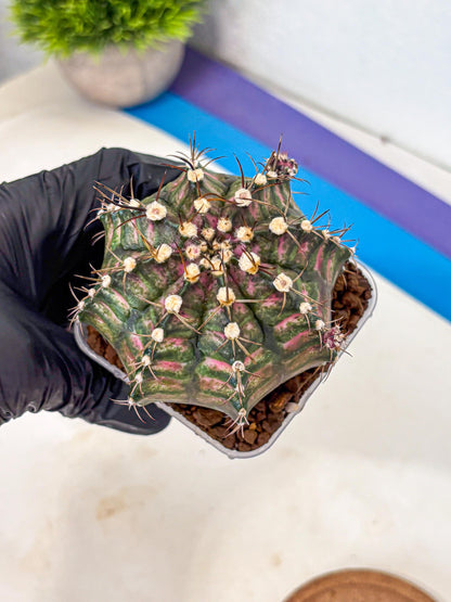 Gymnocalycium T-Rex (gy10) (9) | Variegated Cactus