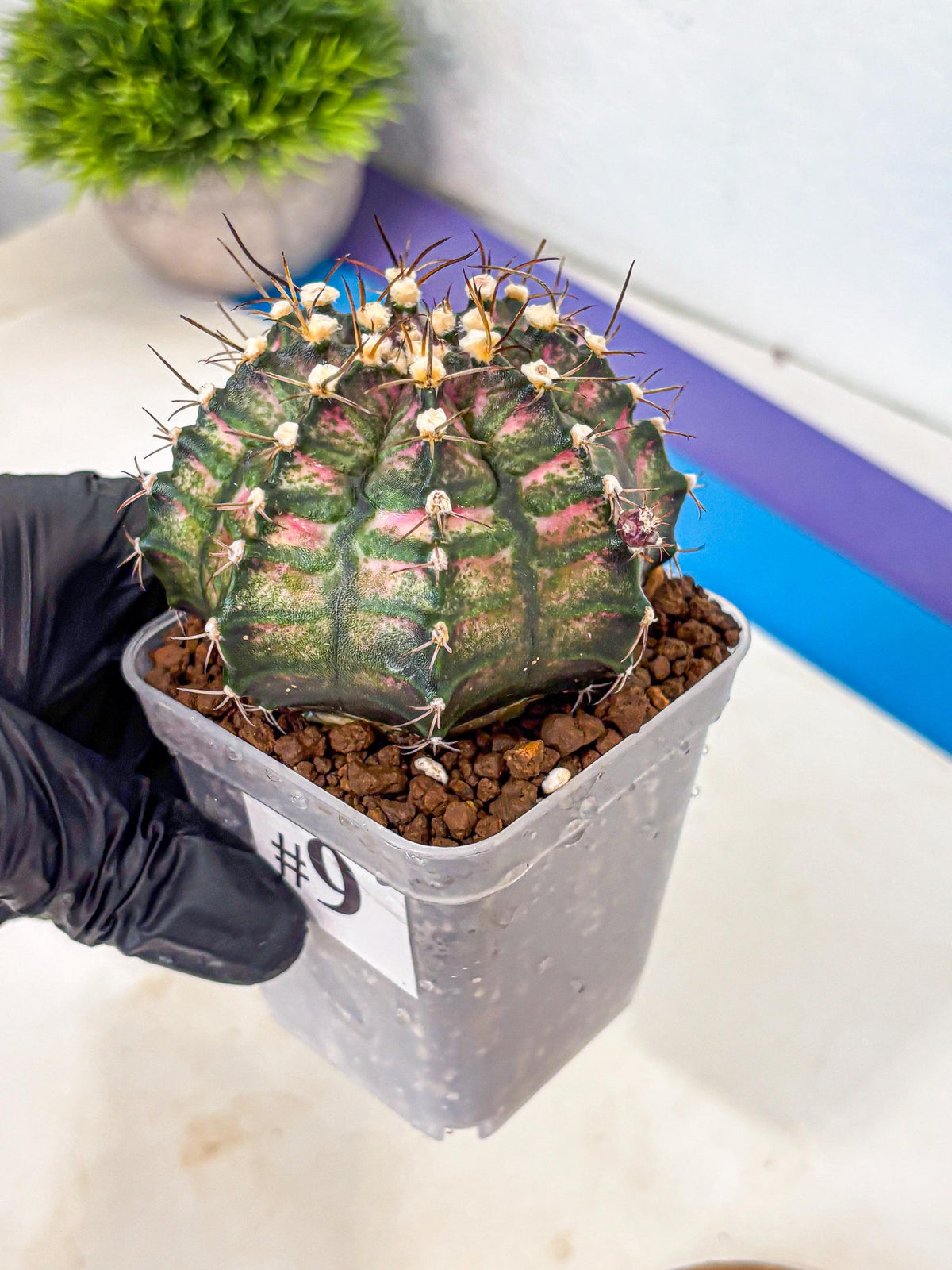 Gymnocalycium T-Rex (gy10) (9) | Variegated Cactus
