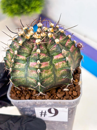 Gymnocalycium T-Rex (gy10) (9) | Variegated Cactus