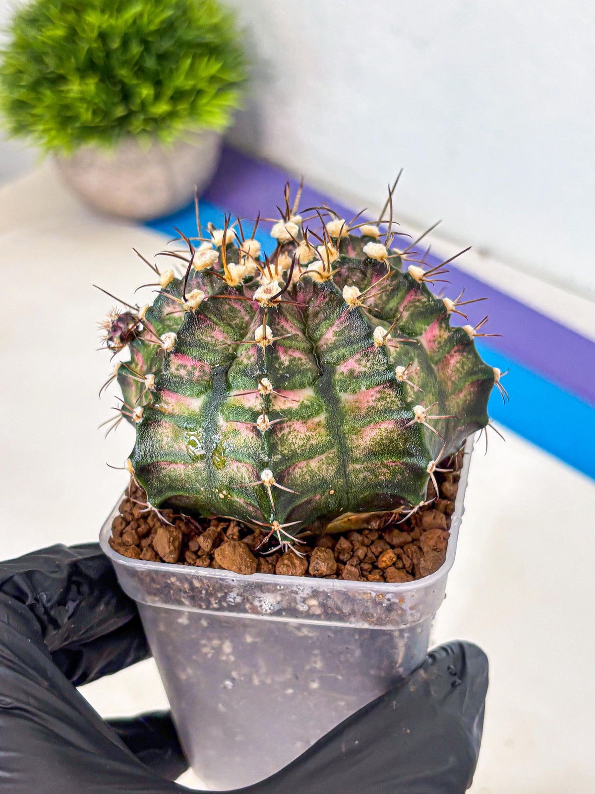 Gymnocalycium T-Rex (gy10) (9) | Variegated Cactus