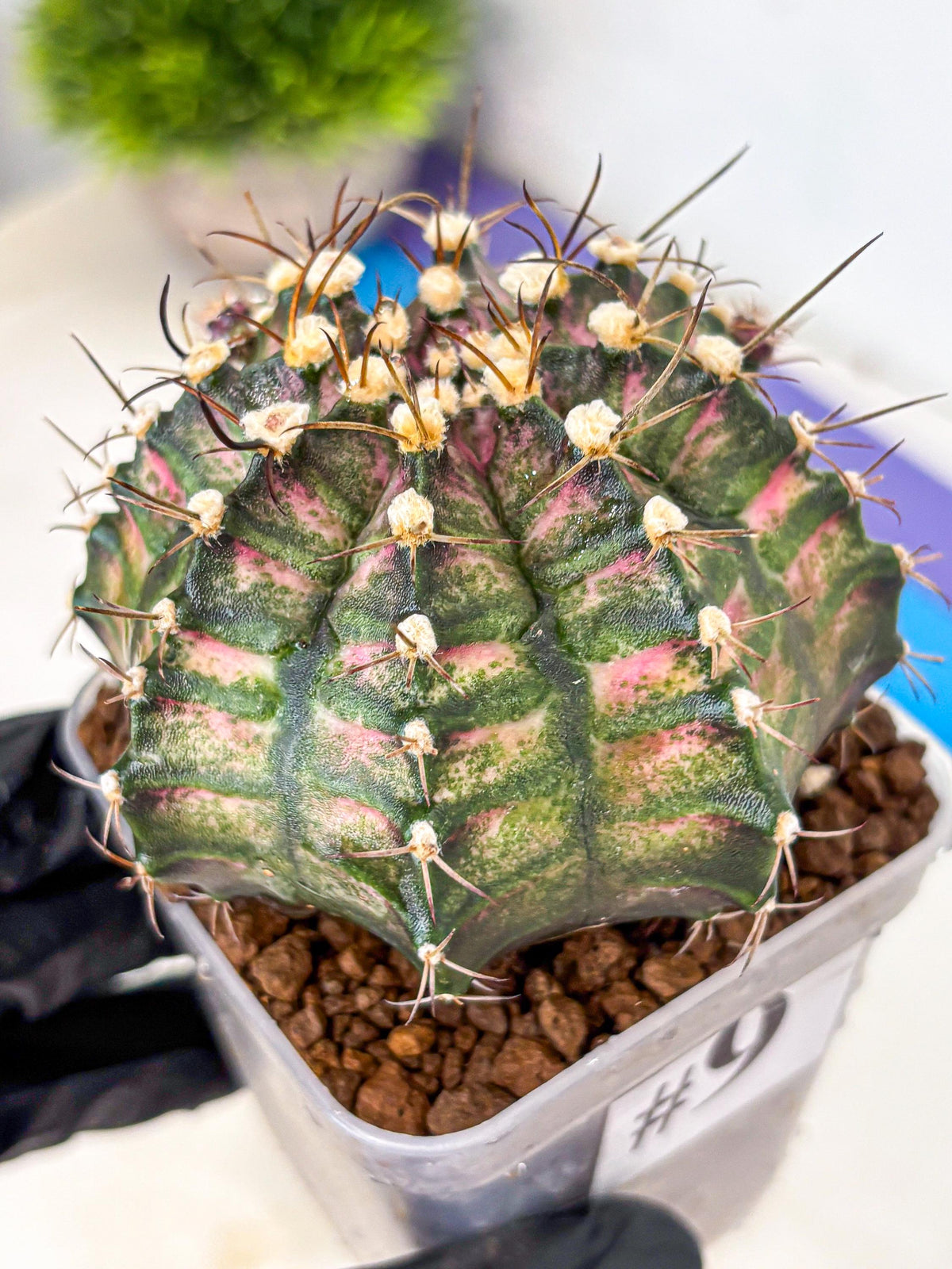 Gymnocalycium T-Rex (gy10) (9) | Variegated Cactus