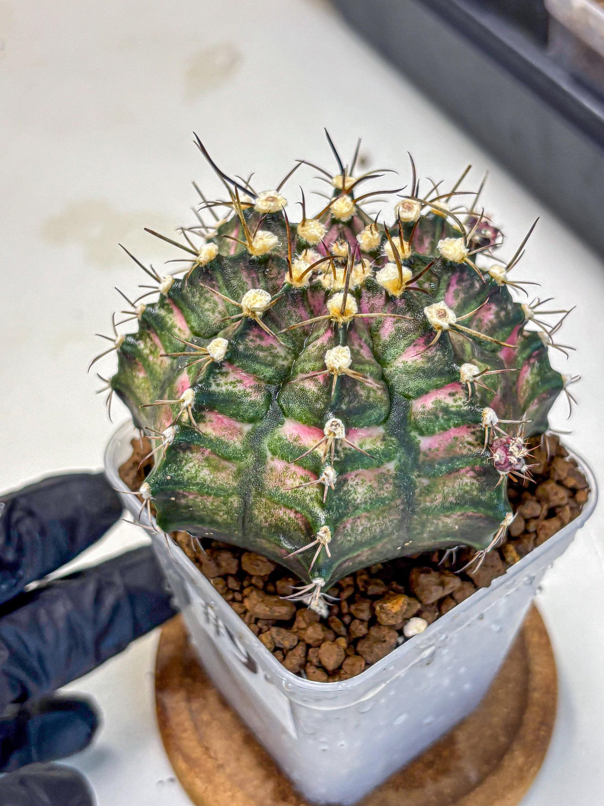 Gymnocalycium T-Rex (gy10) (9) | Variegated Cactus
