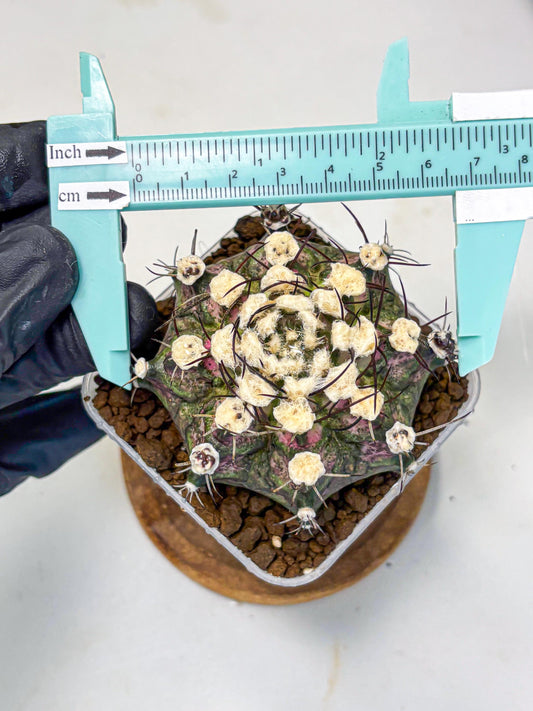 Gymnocalycium T-Rex (gy10) (10) | Variegated Cactus