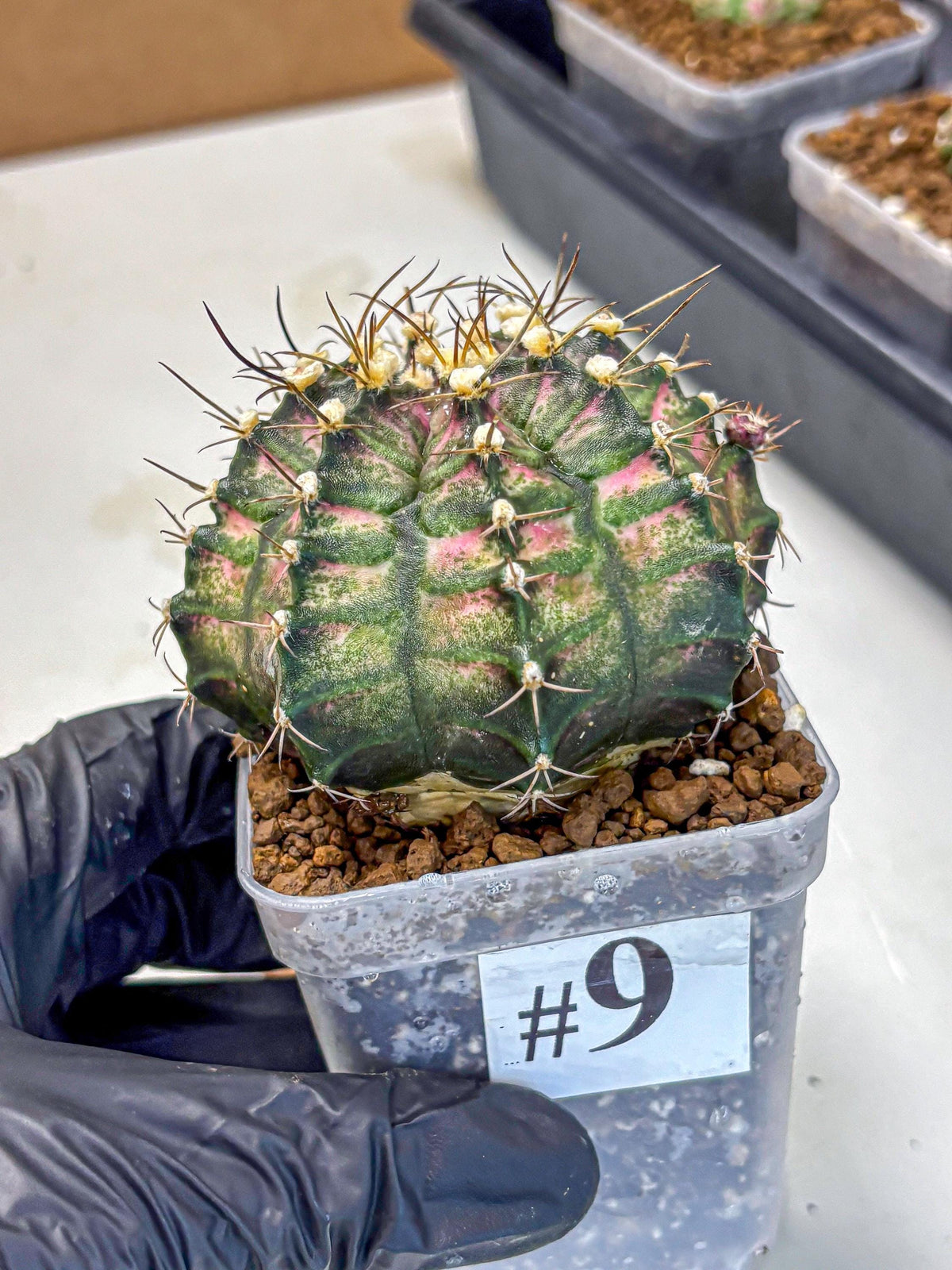 Gymnocalycium T-Rex (gy10) (9) | Variegated Cactus