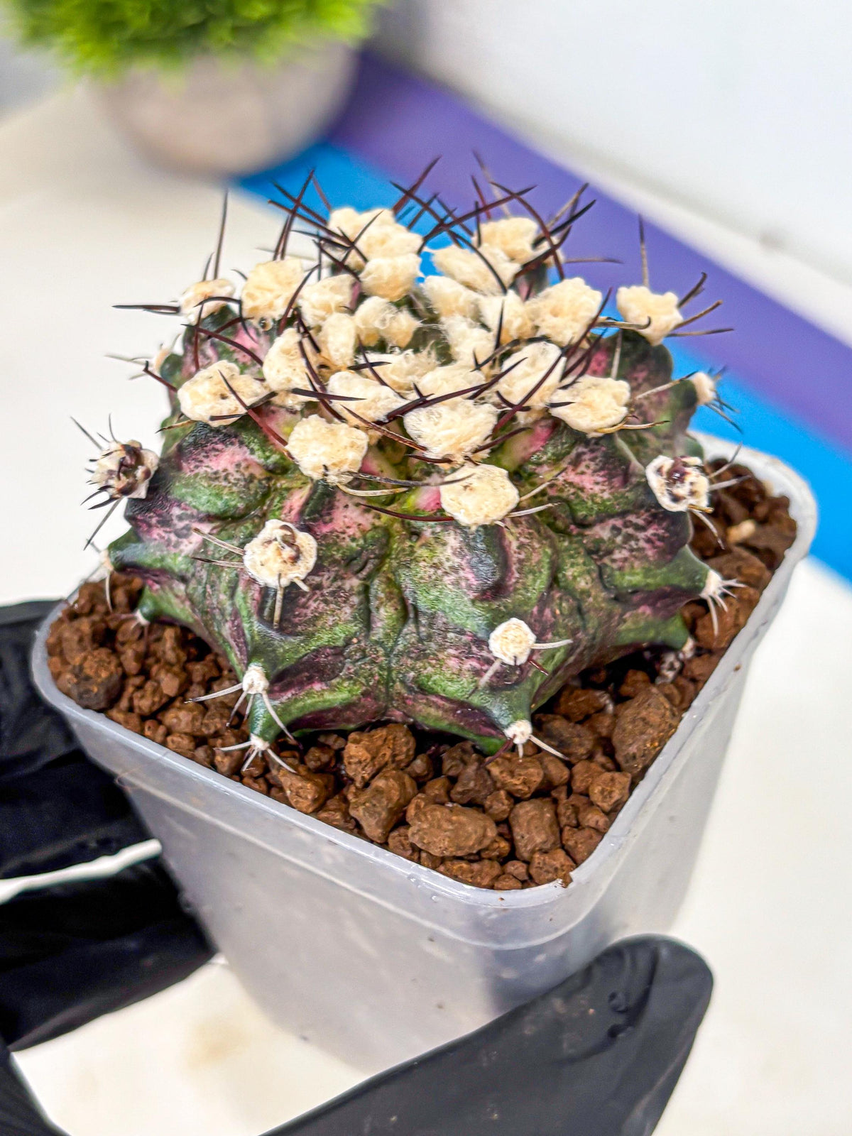 Gymnocalycium T-Rex (gy10) (10) | Variegated Cactus