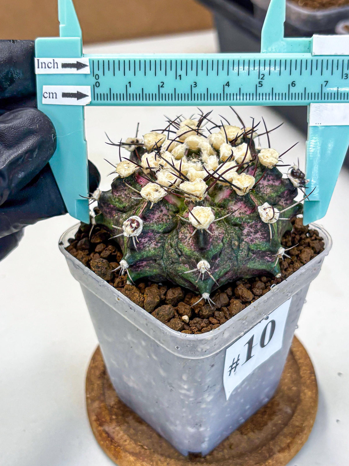 Gymnocalycium T-Rex (gy10) (10) | Variegated Cactus