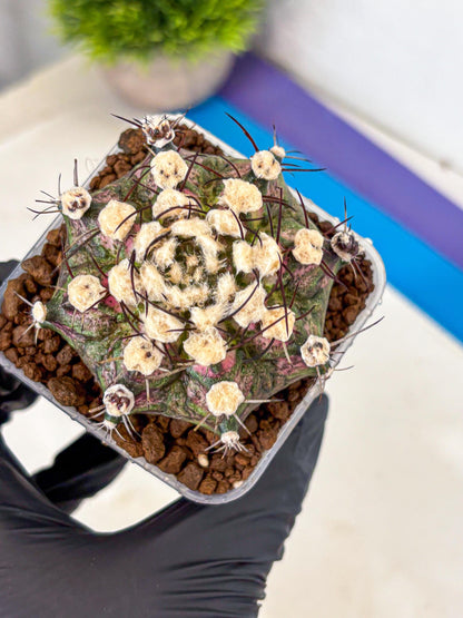 Gymnocalycium T-Rex (gy10) (10) | Variegated Cactus