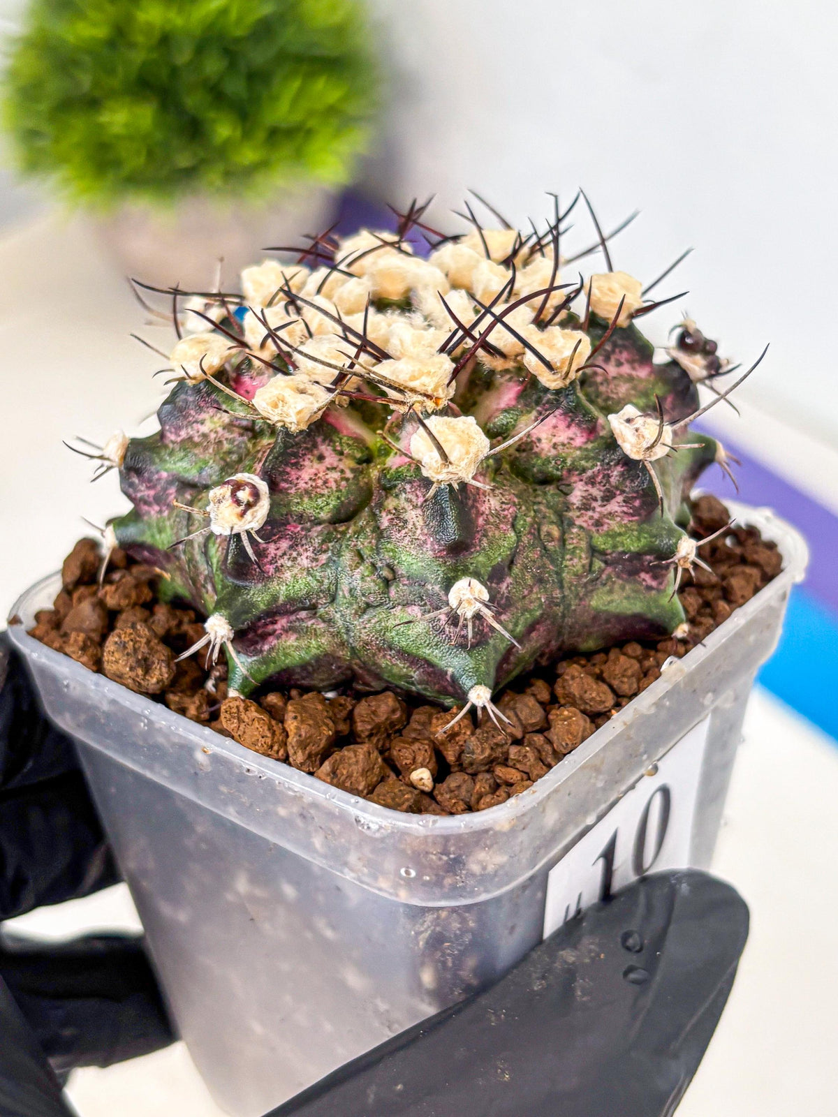 Gymnocalycium T-Rex (gy10) (10) | Variegated Cactus