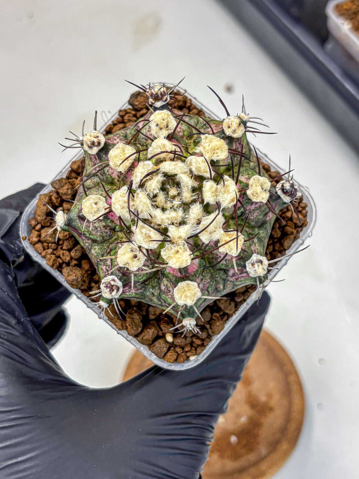 Gymnocalycium T-Rex (gy10) (10) | Variegated Cactus