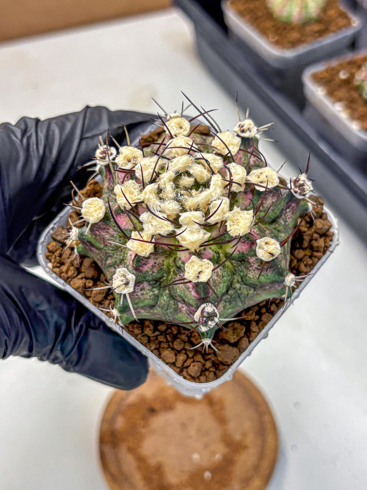 Gymnocalycium T-Rex (gy10) (10) | Variegated Cactus