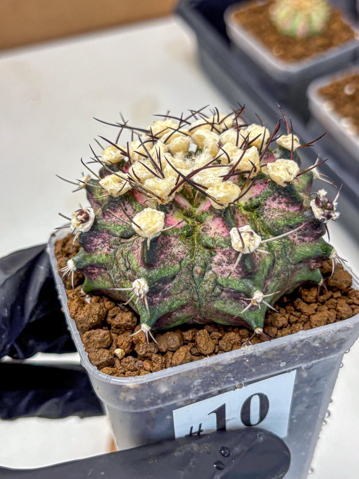 Gymnocalycium T-Rex (gy10) (10) | Variegated Cactus