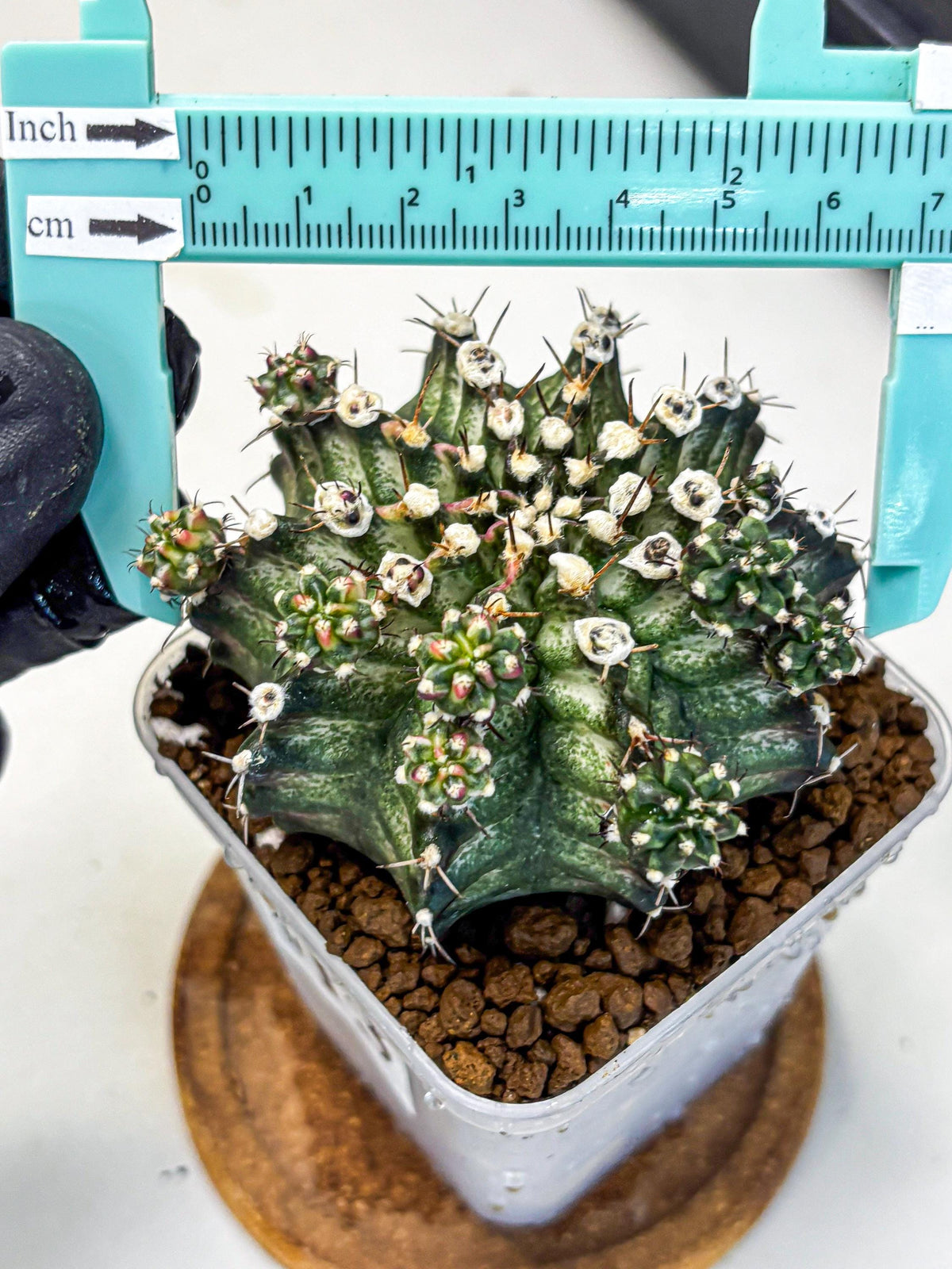 Gymnocalycium T-Rex (gy10) (13) | Variegated Cactus