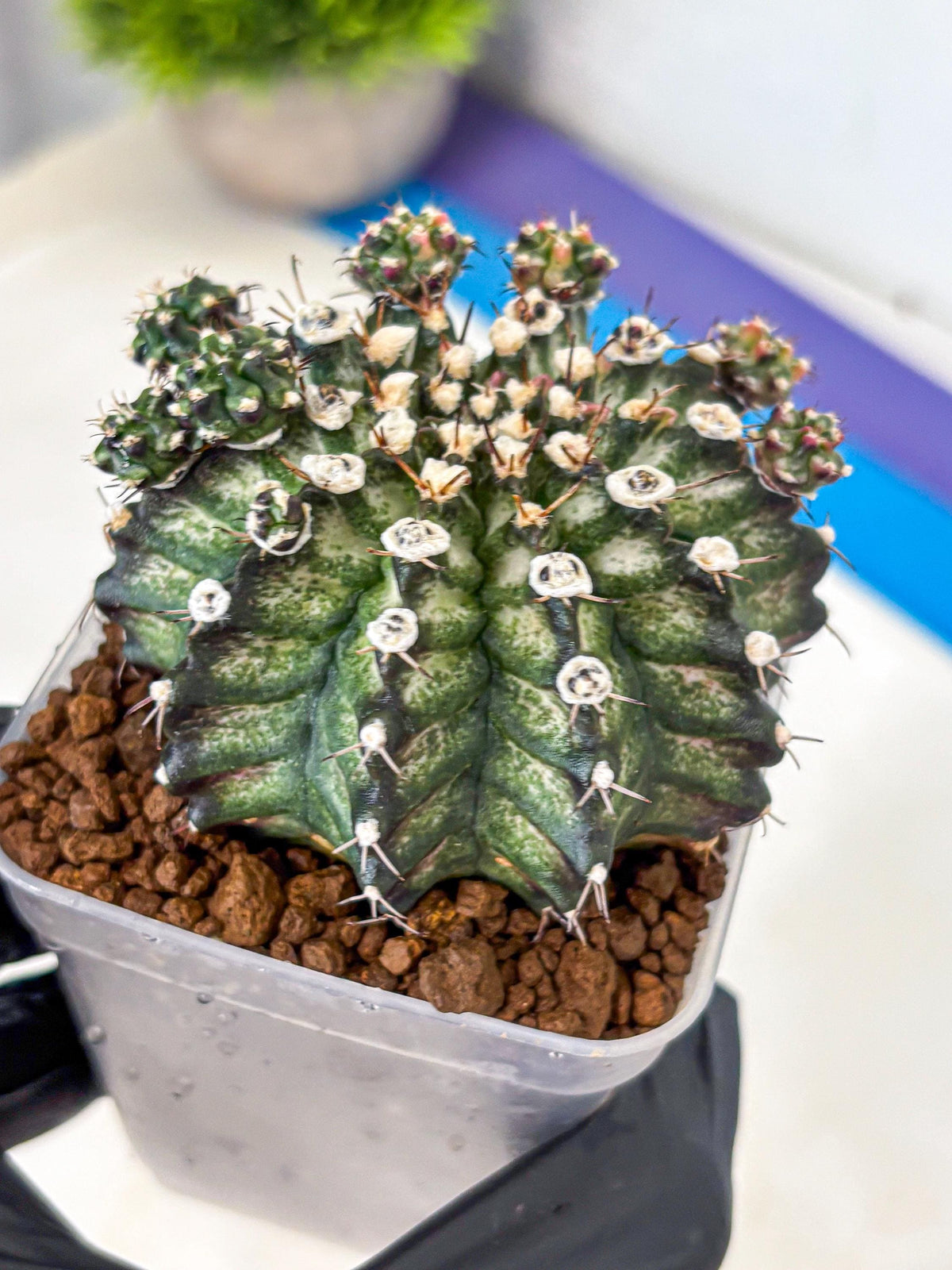 Gymnocalycium T-Rex (gy10) (13) | Variegated Cactus