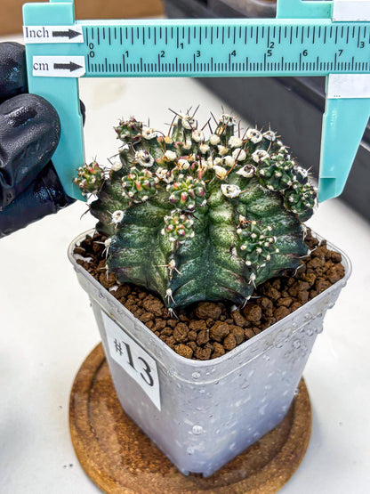 Gymnocalycium T-Rex (gy10) (13) | Variegated Cactus