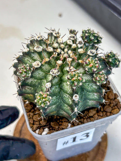 Gymnocalycium T-Rex (gy10) (13) | Variegated Cactus