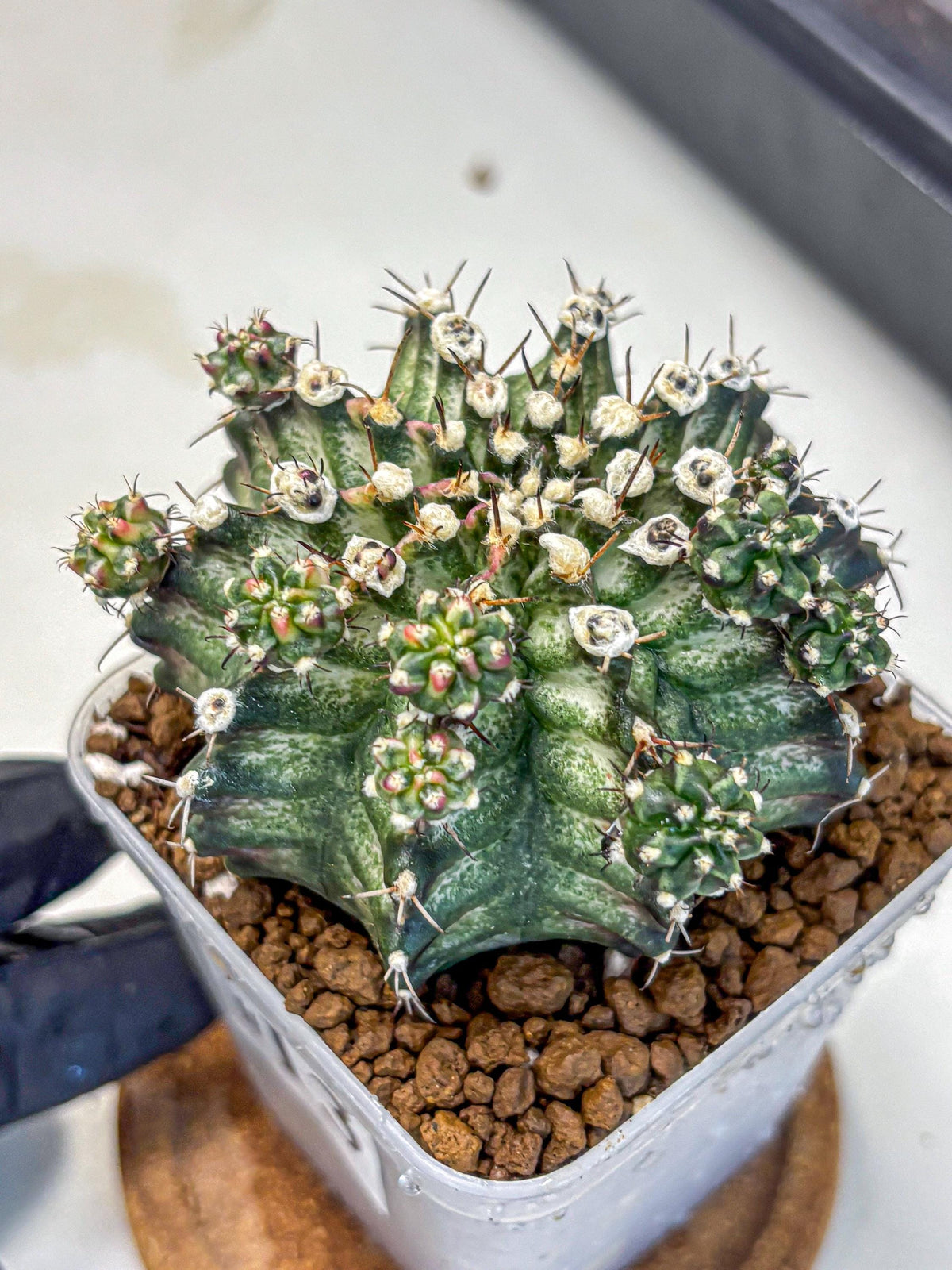 Gymnocalycium T-Rex (gy10) (13) | Variegated Cactus