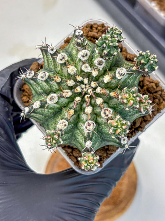 Gymnocalycium T-Rex (gy10) (13) | Variegated Cactus