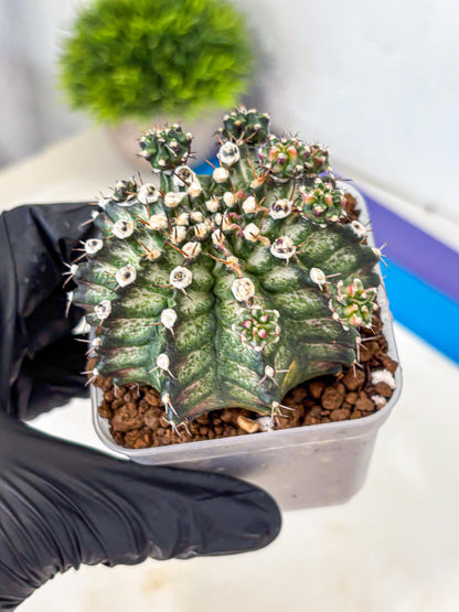 Gymnocalycium T-Rex (gy10) (13) | Variegated Cactus