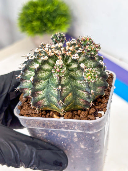 Gymnocalycium T-Rex (gy10) (13) | Variegated Cactus