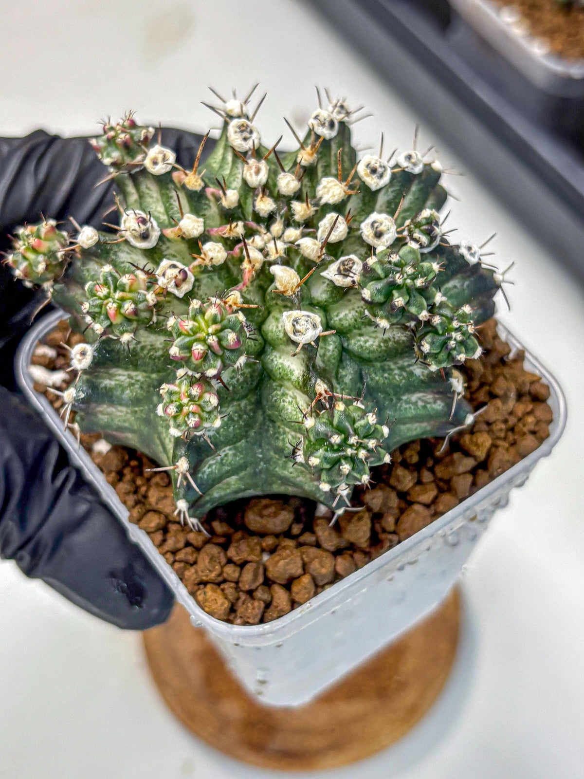 Gymnocalycium T-Rex (gy10) (13) | Variegated Cactus