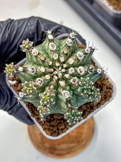 Gymnocalycium T-Rex (gy10) (13) | Variegated Cactus
