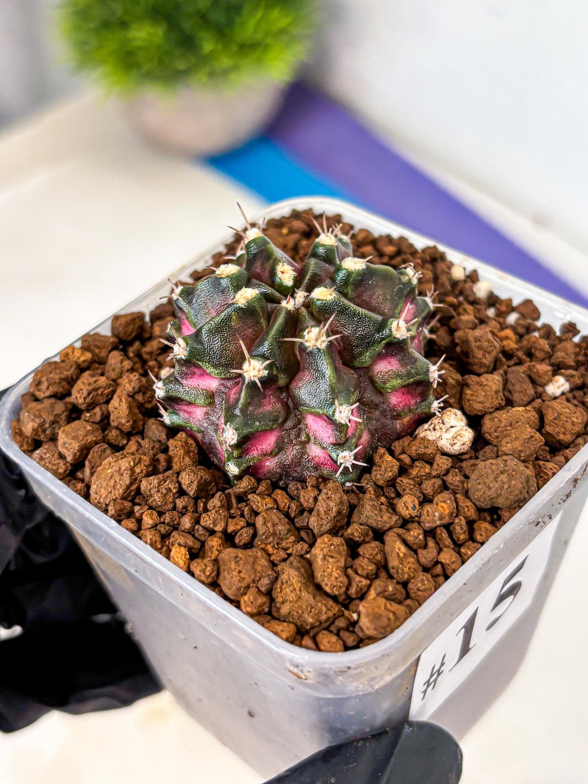 Gymnocalycium T-Rex (gy10) (15) | Variegated Cactus