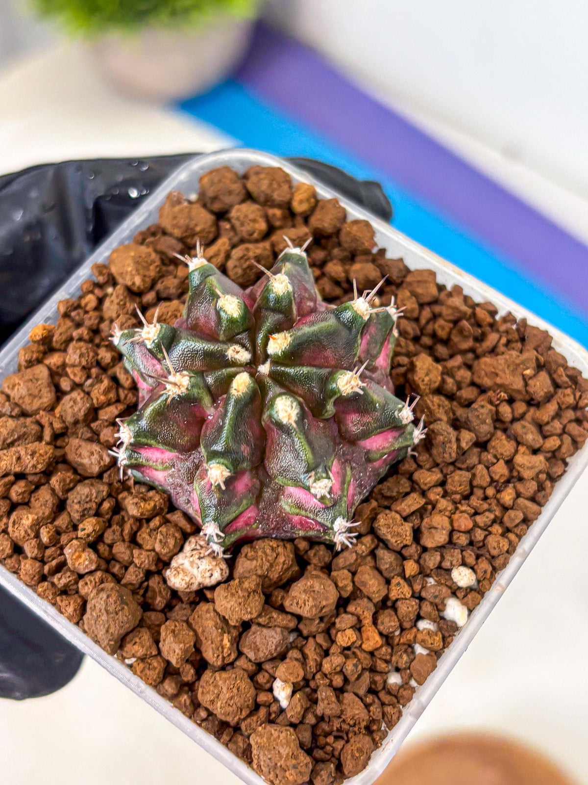 Gymnocalycium T-Rex (gy10) (15) | Variegated Cactus