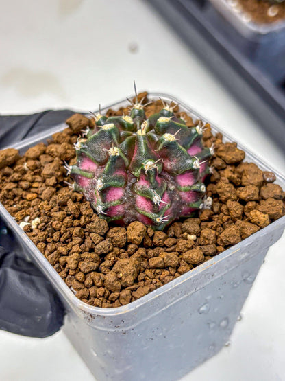 Gymnocalycium T-Rex (gy10) (15) | Variegated Cactus