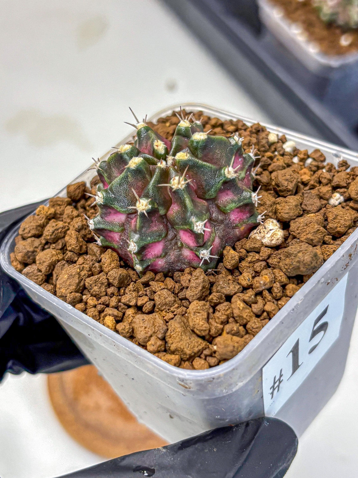 Gymnocalycium T-Rex (gy10) (15) | Variegated Cactus