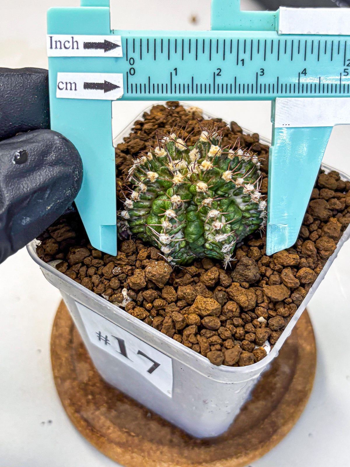 Gymnocalycium T-Rex (gy10) (17) | Variegated Cactus
