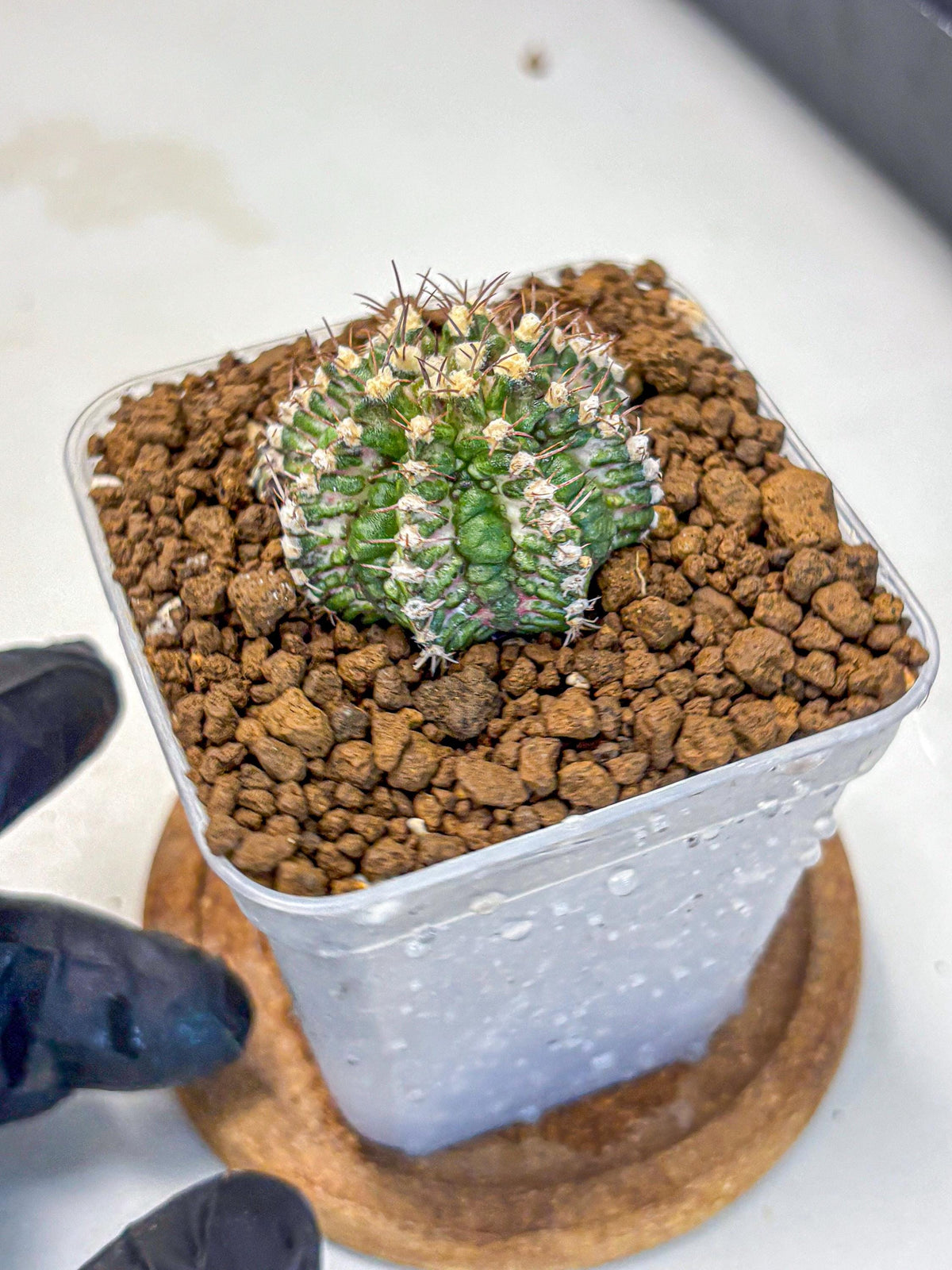 Gymnocalycium T-Rex (gy10) (17) | Variegated Cactus