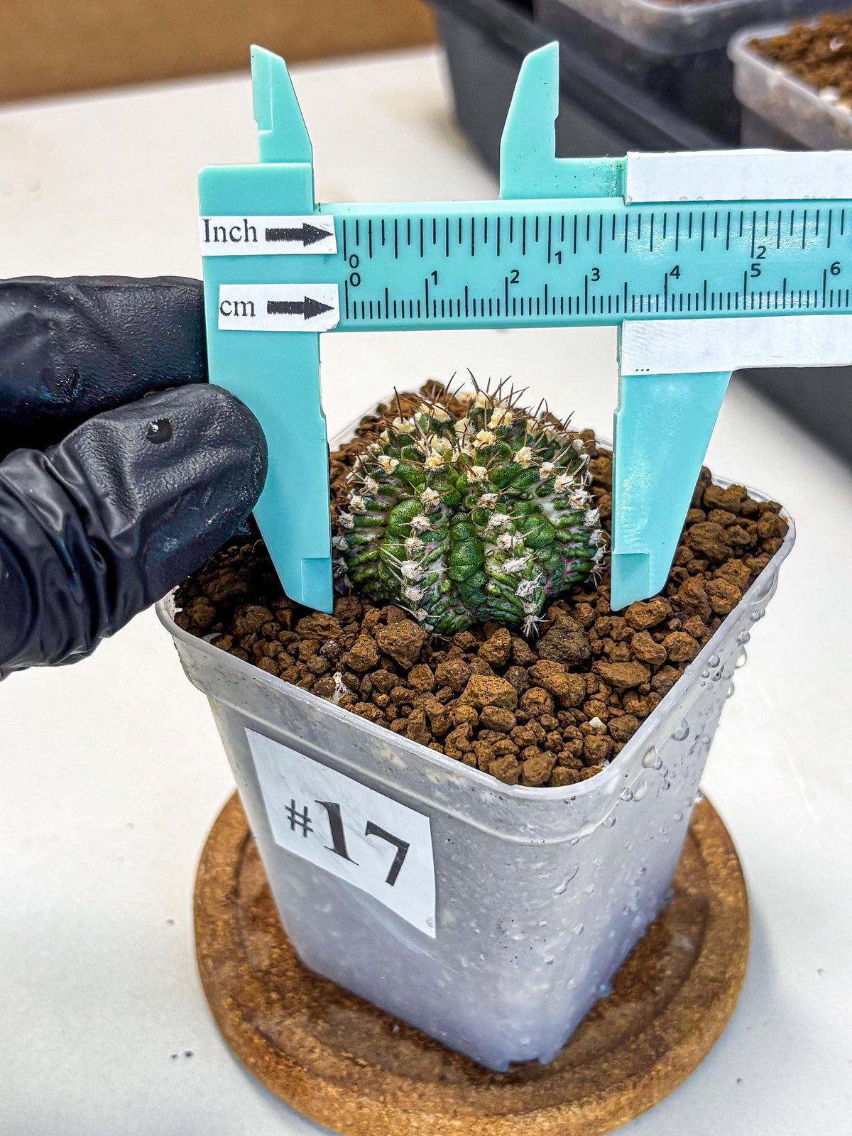 Gymnocalycium T-Rex (gy10) (17) | Variegated Cactus