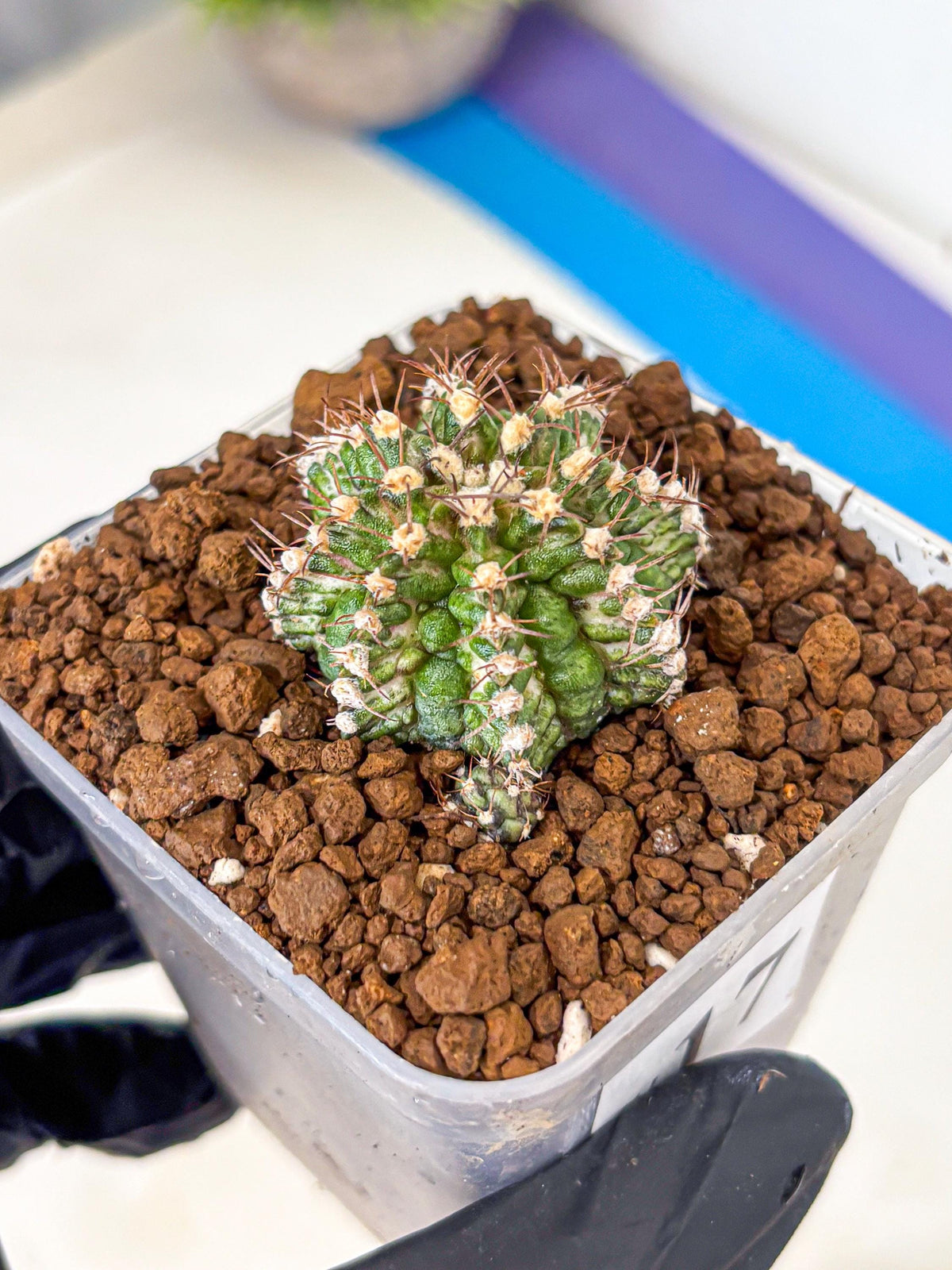 Gymnocalycium T-Rex (gy10) (17) | Variegated Cactus