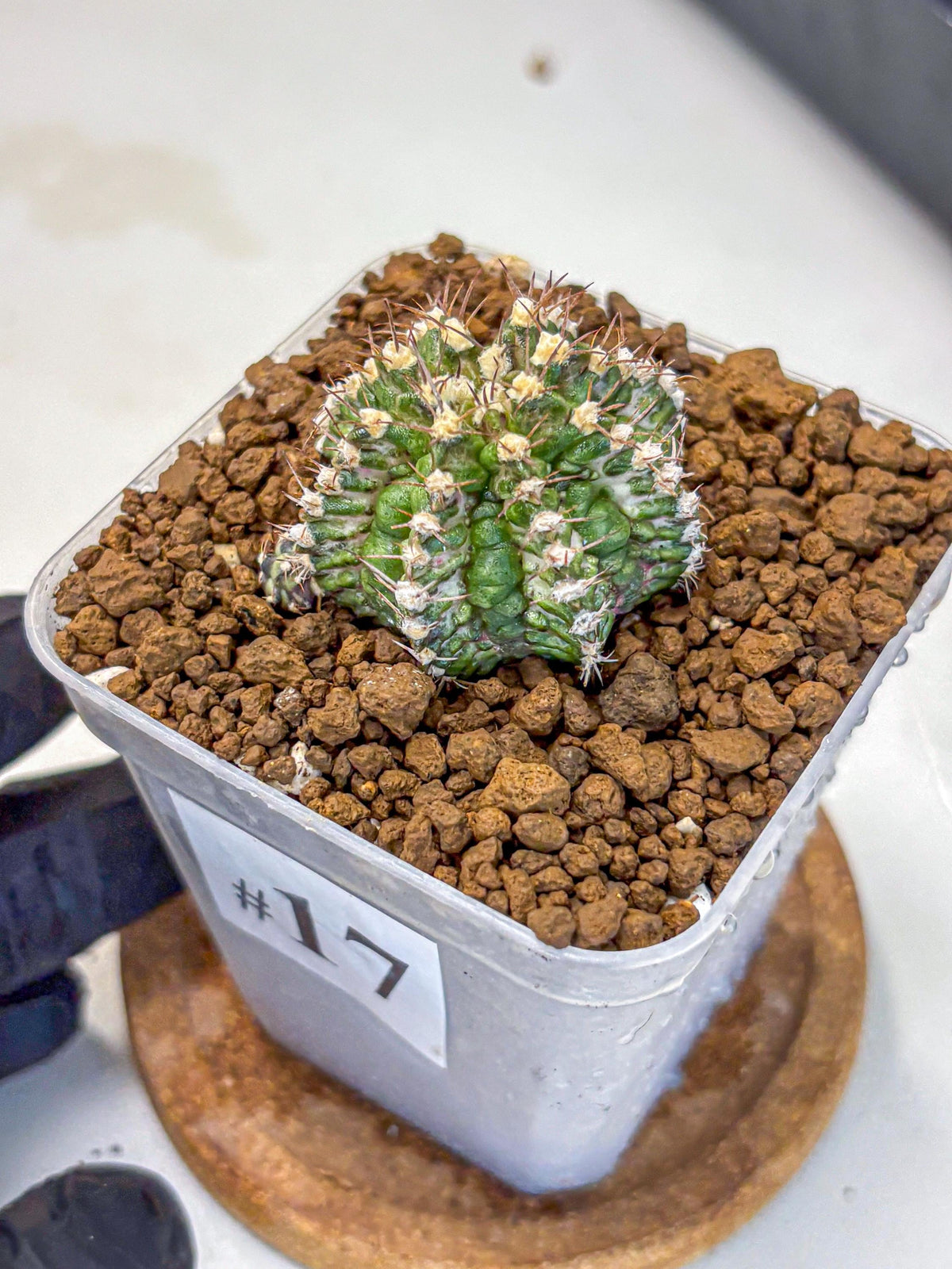 Gymnocalycium T-Rex (gy10) (17) | Variegated Cactus