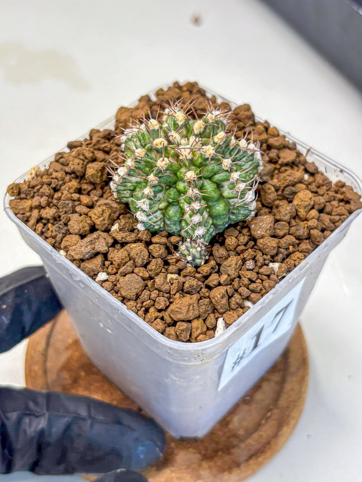 Gymnocalycium T-Rex (gy10) (17) | Variegated Cactus