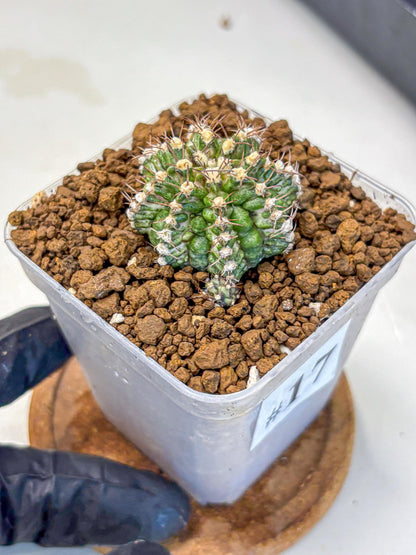 Gymnocalycium T-Rex (gy10) (17) | Variegated Cactus