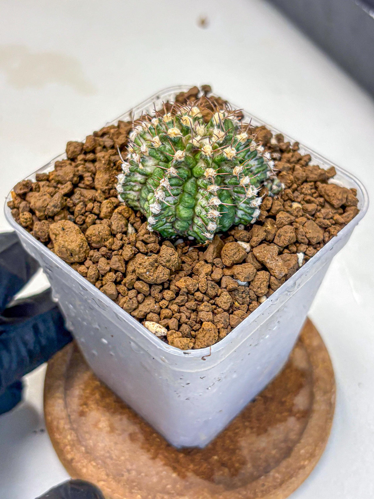 Gymnocalycium T-Rex (gy10) (17) | Variegated Cactus