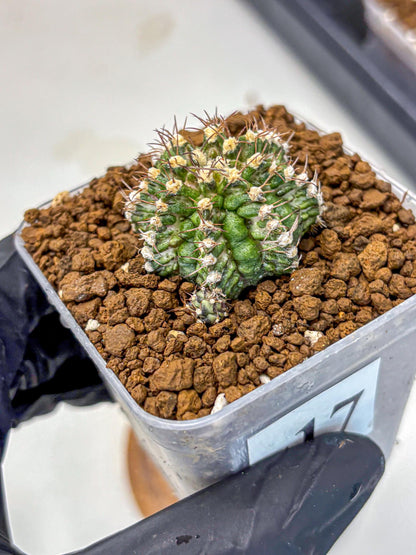 Gymnocalycium T-Rex (gy10) (17) | Variegated Cactus