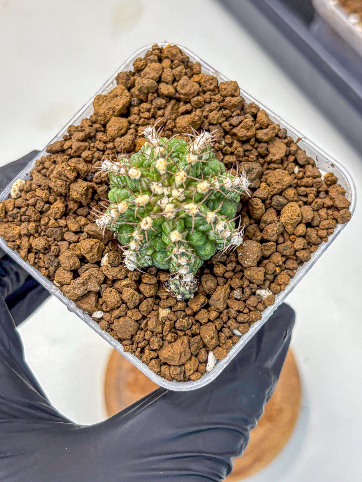 Gymnocalycium T-Rex (gy10) (17) | Variegated Cactus