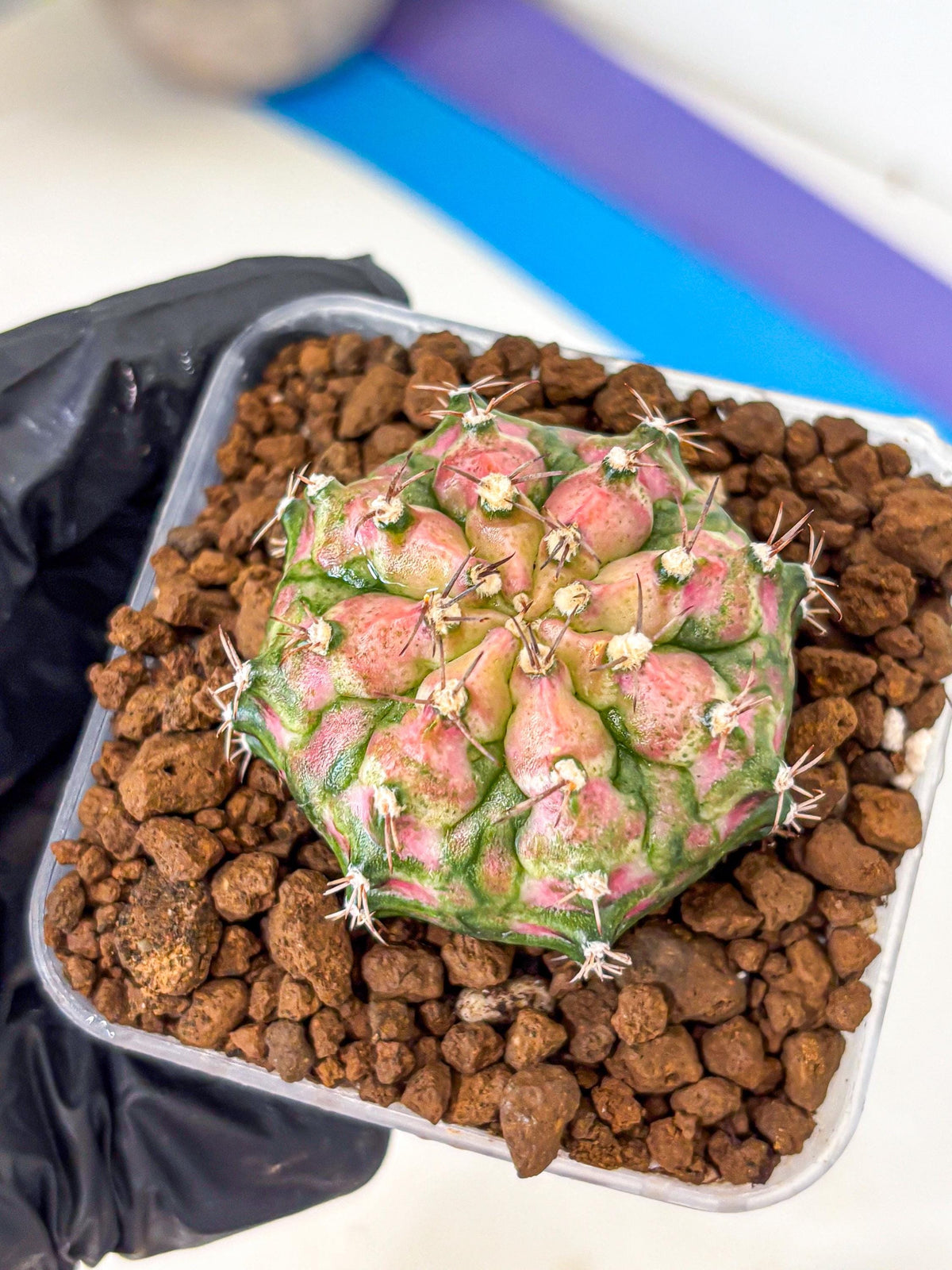 Gymnocalycium T-Rex (gy10) (pp) | Variegated Cactus