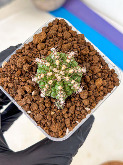 Gymnocalycium T-Rex (gy10) (17) | Variegated Cactus