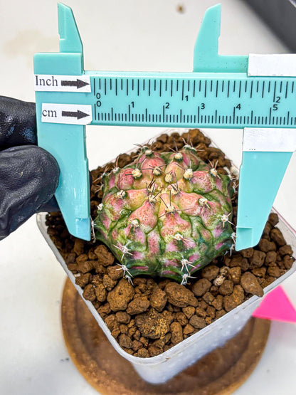 Gymnocalycium T-Rex (gy10) (pp) | Variegated Cactus