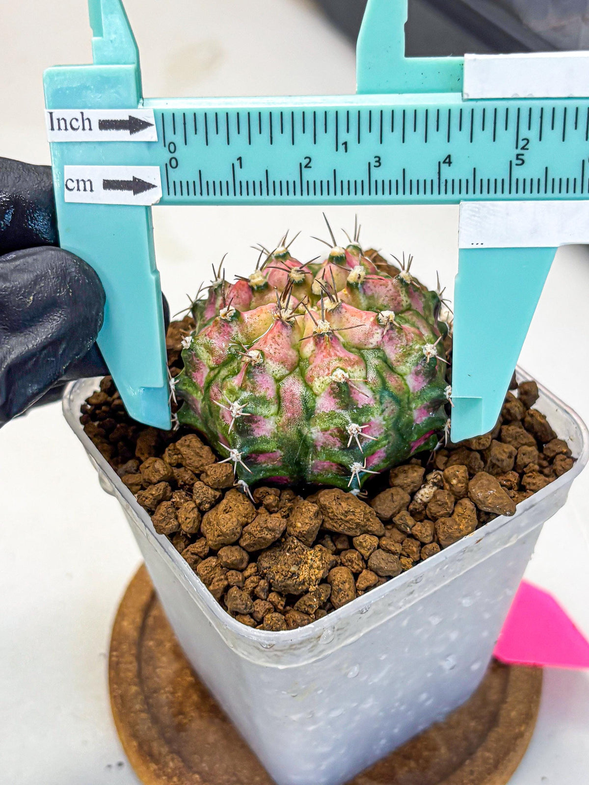 Gymnocalycium T-Rex (gy10) (pp) | Variegated Cactus